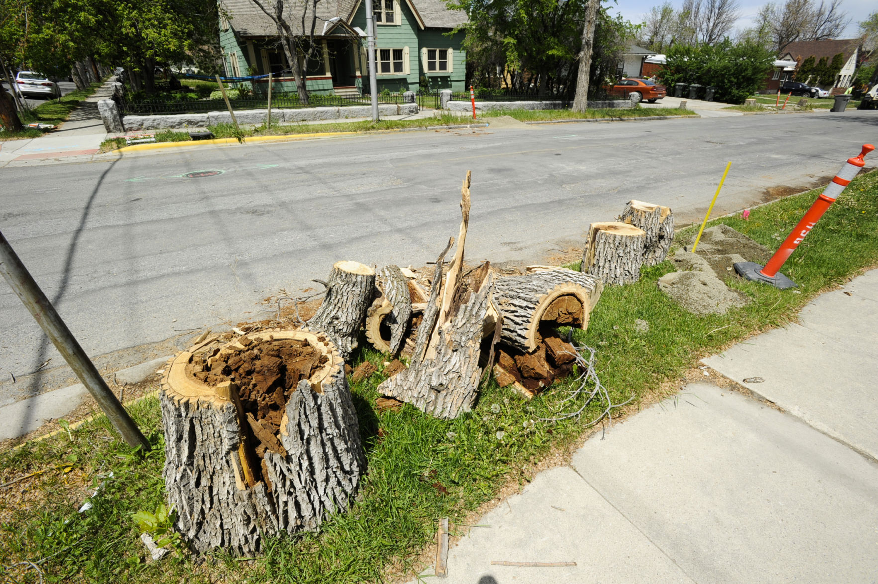 Rodney St. boulevard trees